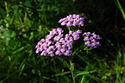 IMG_2549