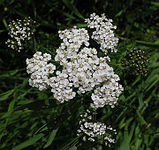 IMG_6159