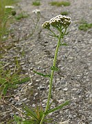 IMG_6323