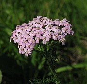 IMG_8025
