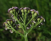 IMG_8026