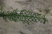 IMG_2402