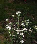 IMG_2407