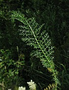 IMG_2490