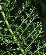 IMG_2490b