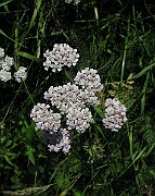 IMG_2492