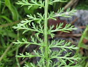 IMG_6592b