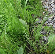IMG_6593