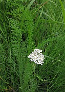 IMG_6595