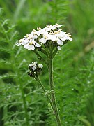 IMG_6597