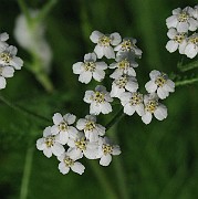 IMG_7129