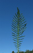 IMG_9843