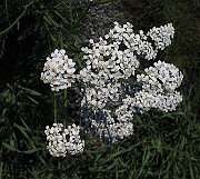 IMG_9847