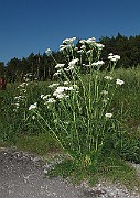 IMG_9850