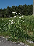 IMG_9855