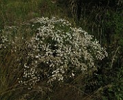 IMG_4082
