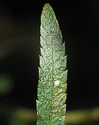 IMG_4084