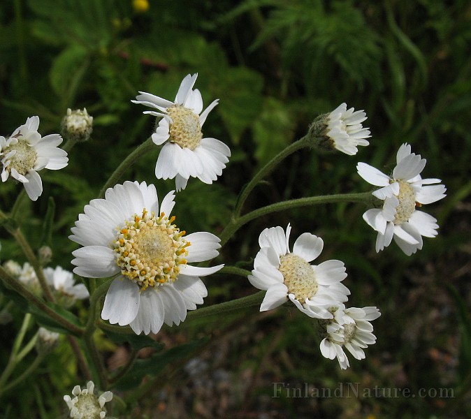 Achillea_ptarmica0.jpg