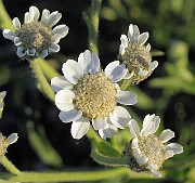 Achillea_ptarmica1