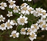 IMG_0553