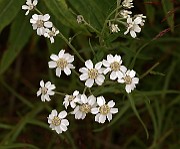 IMG_0555