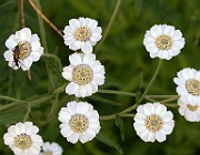 IMG_0783