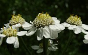 IMG_4045