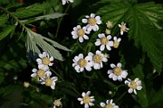 IMG_6523