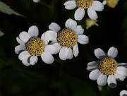 IMG_6524