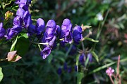 IMG_2020