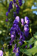 IMG_2021