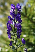 IMG_2024