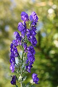 IMG_2027