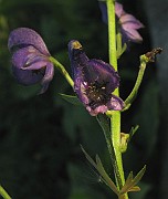 IMG_4810