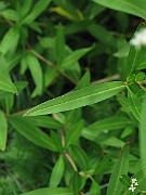 IMG_2905