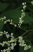 IMG_2909