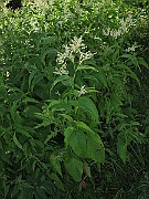 IMG_7465