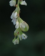 IMG_7467