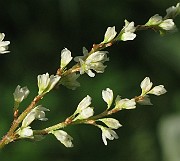 IMG_7469
