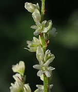 IMG_7471