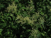 IMG_7473