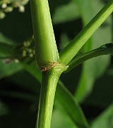 IMG_7475