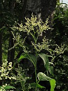 IMG_7476