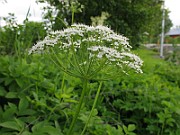 IMG_6532