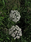 IMG_7799