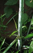 IMG_7803