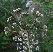 IMG_8034