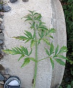 IMG_8035