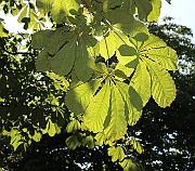 IMG_5798