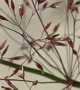 IMG_2125